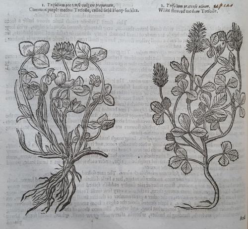 LMH copies' of John Parkinson (1567–1650)