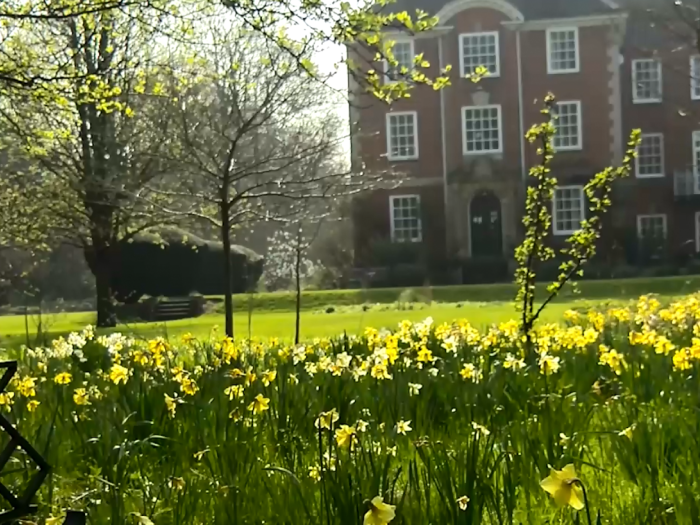 LMH Daffodils view