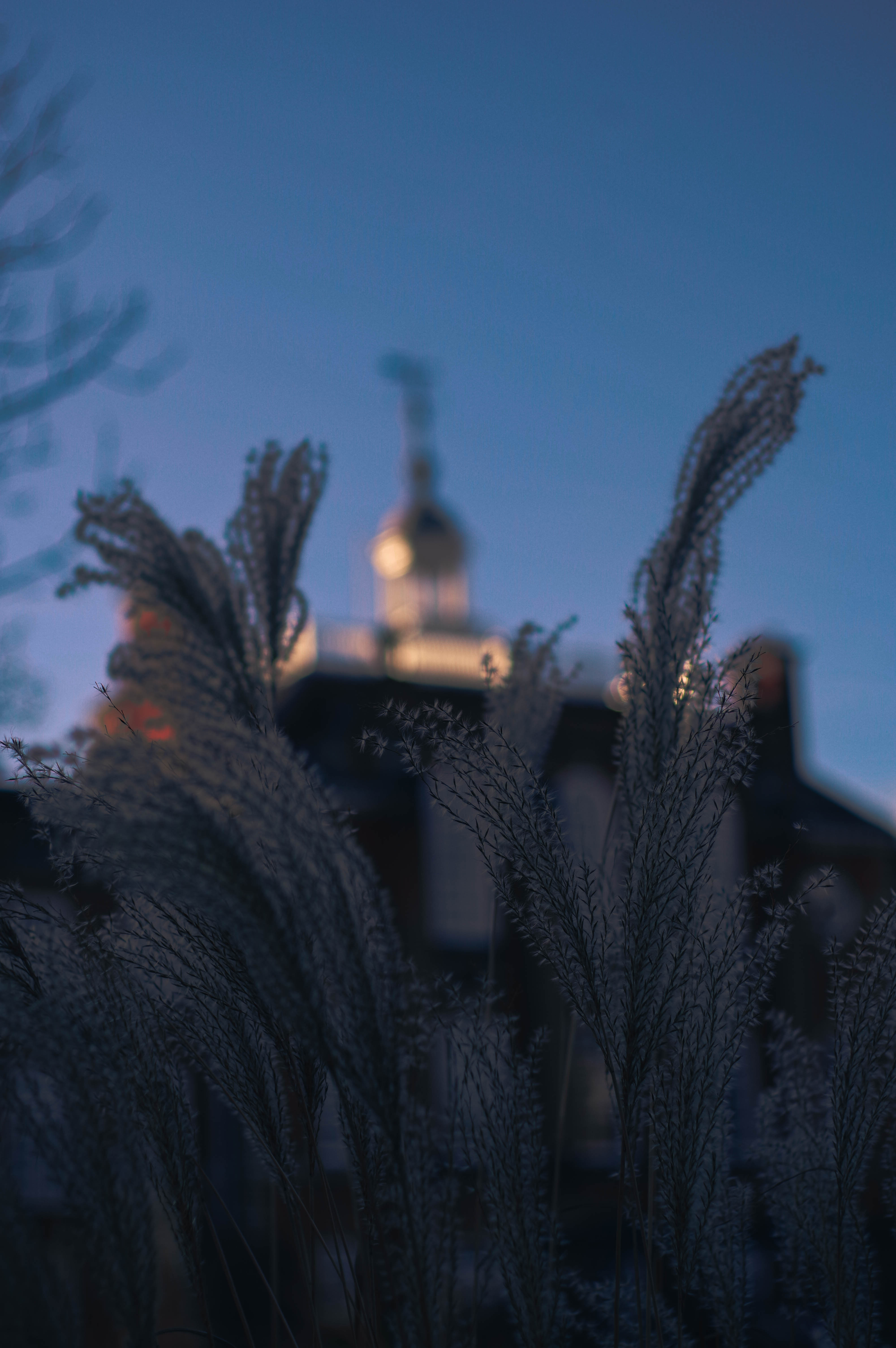 Photo by Nier Zhang - close up of plants waving in front of Talbot Hall