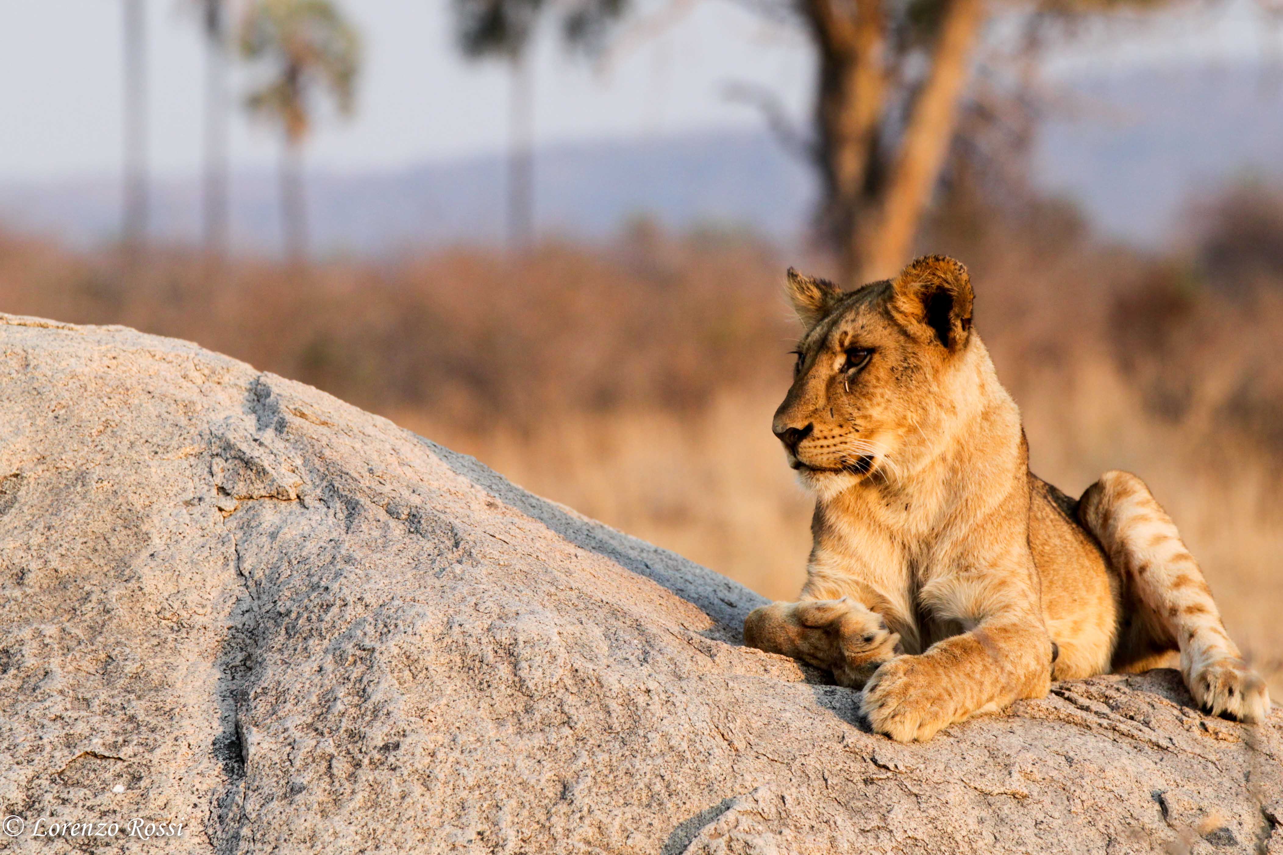 Picture of a lion