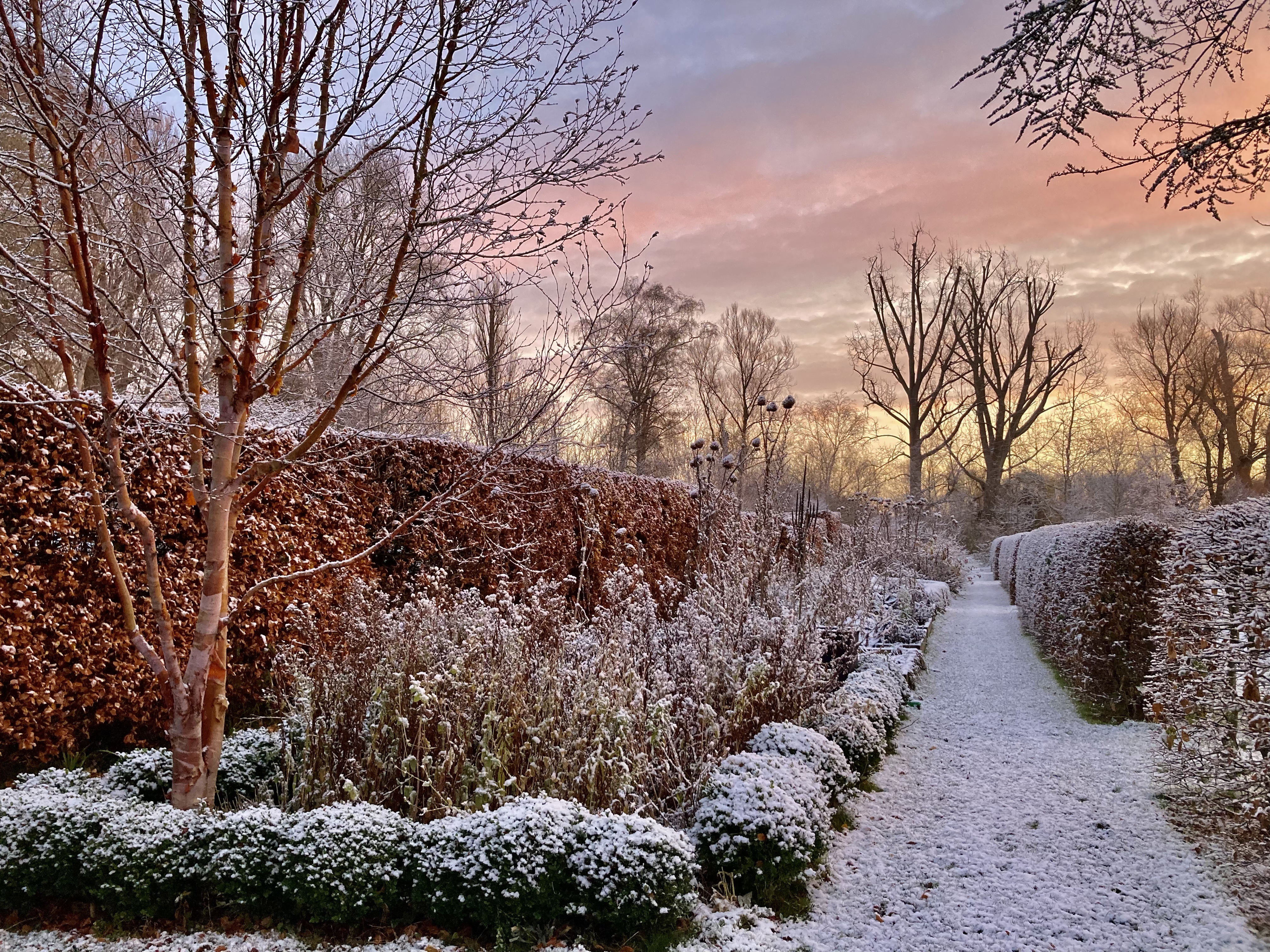 Photo by Chelsea Wallis - LMH gardens in the snow with a colourful sky