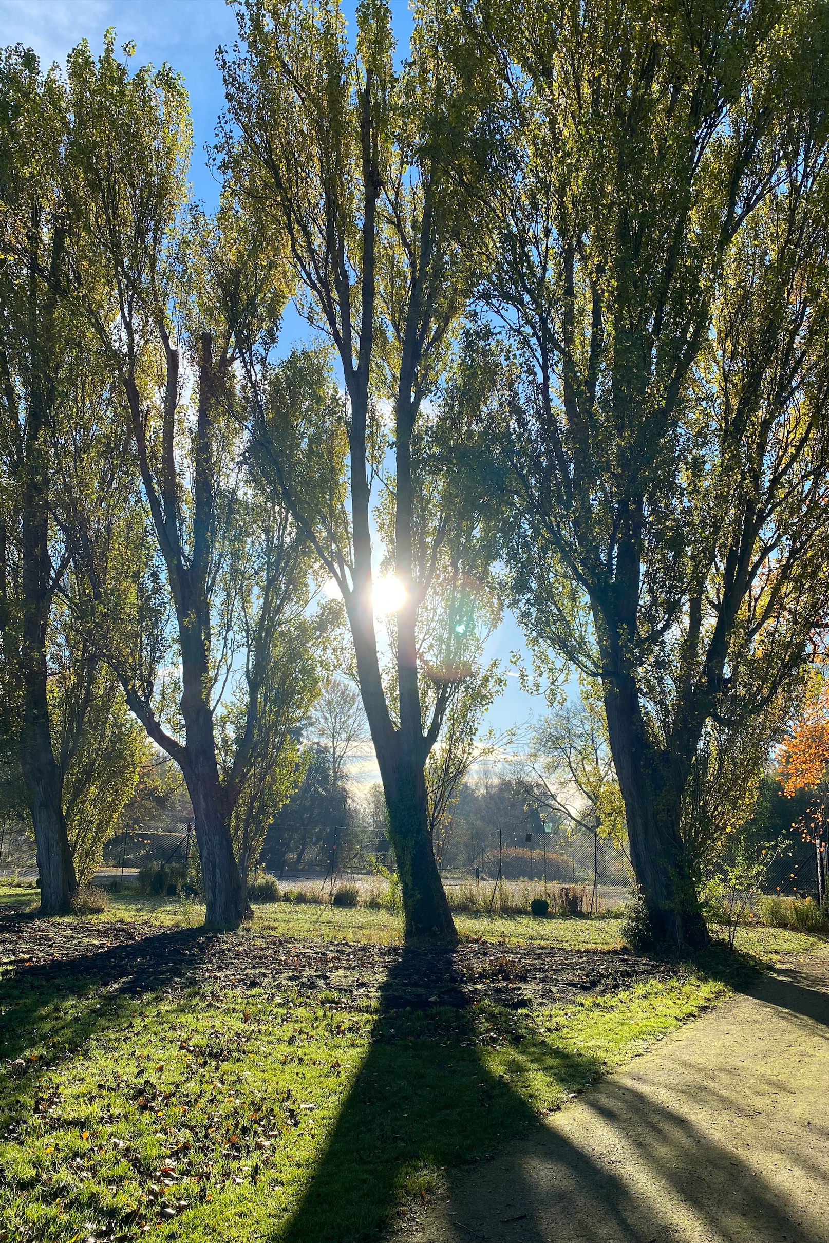 Photo by Tanya Hart - Sun shining through trees in front of tennis courts at LMH