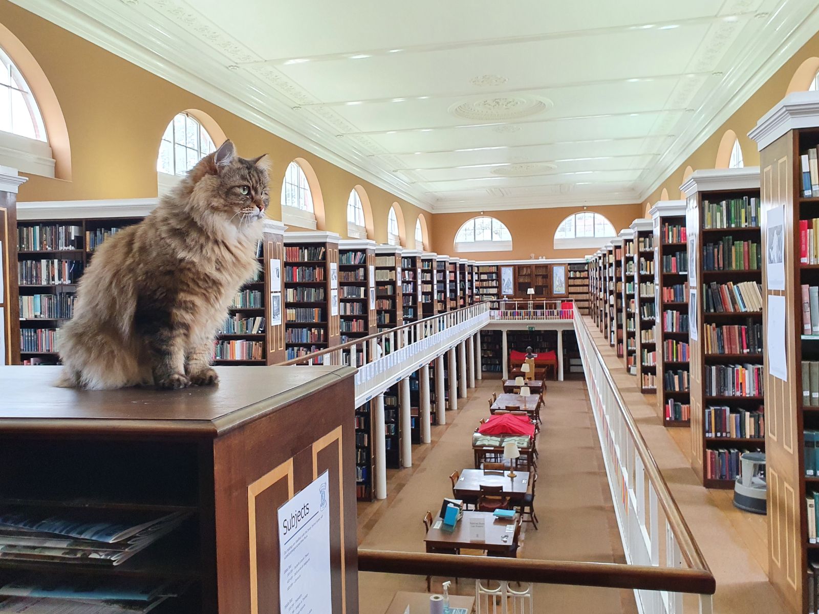 A fluffy tabby cat sits on a shelf looking out over a vast two-storey library
