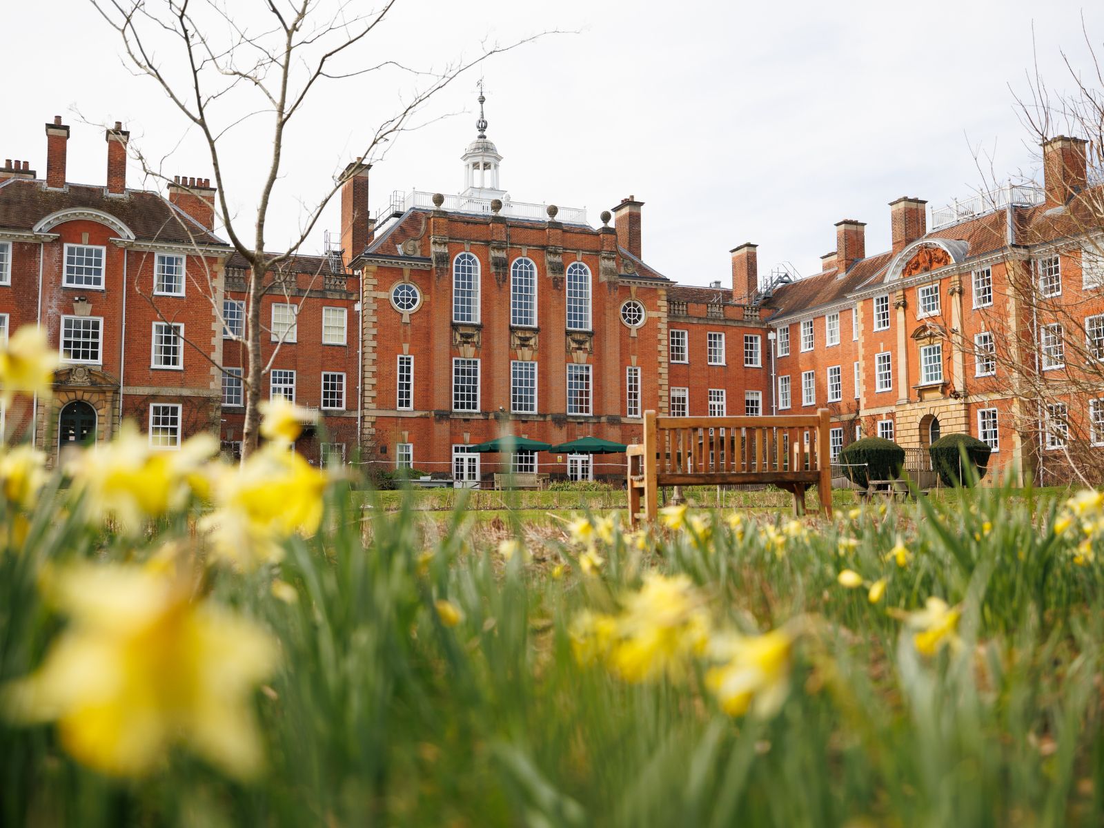 A view of a large red brick building with bright yellow daffodils in the foreground