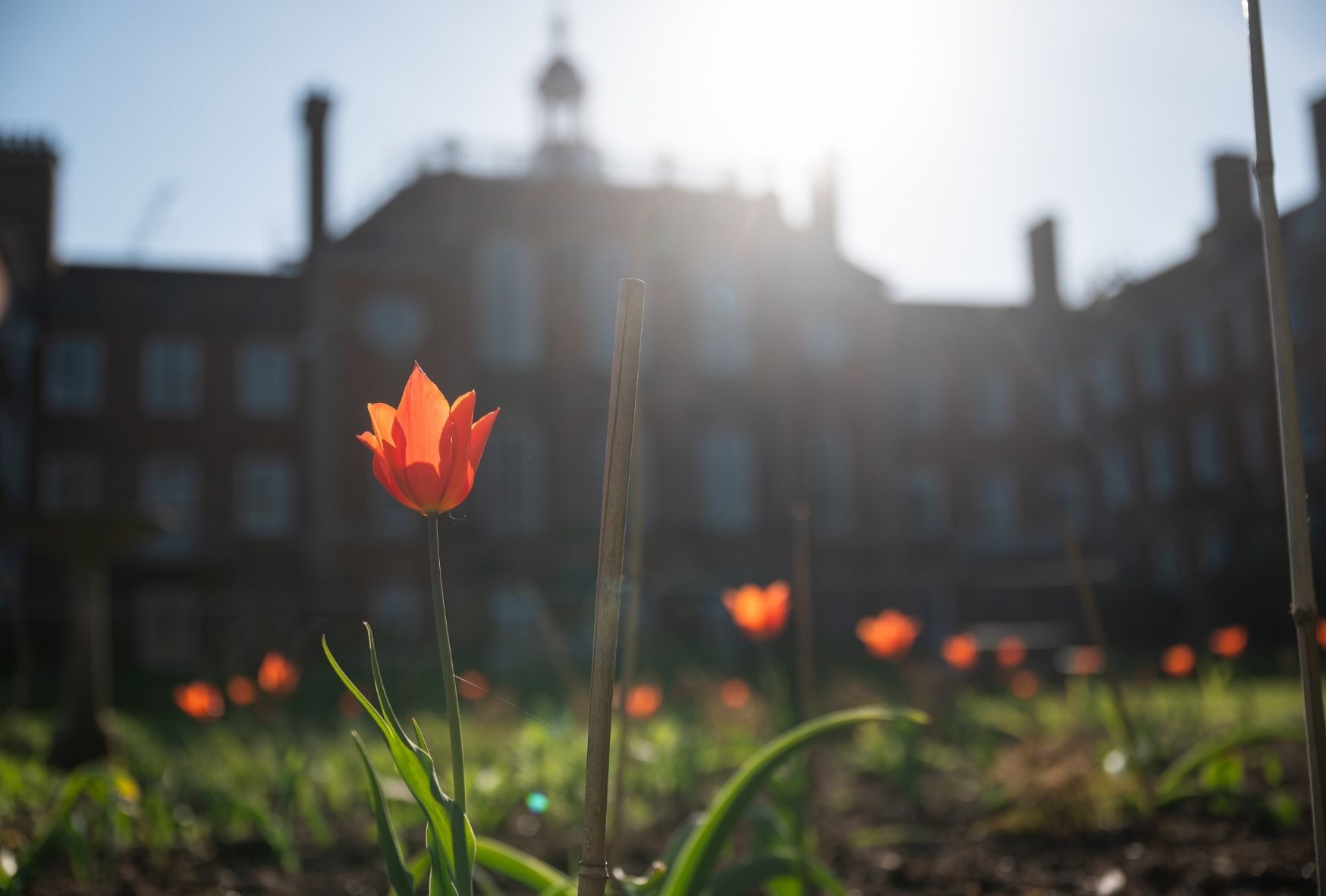A flower in the LMH garden
