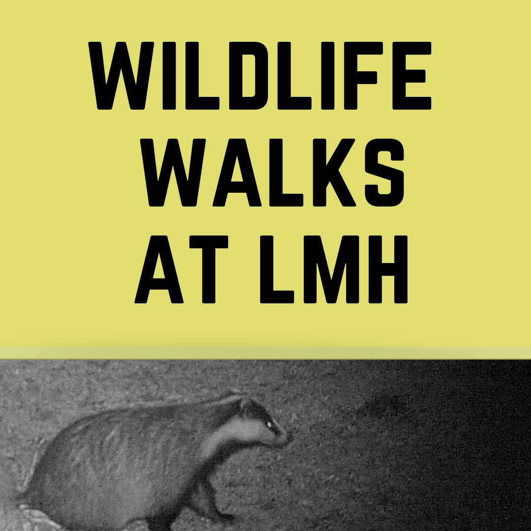 Wildlife walks at LMH - Hilary Term 2019