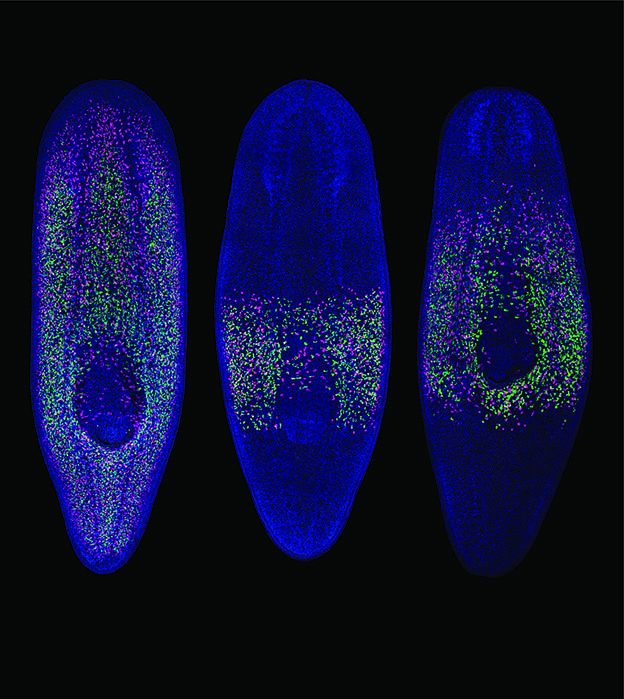 Stem cells from the experiment