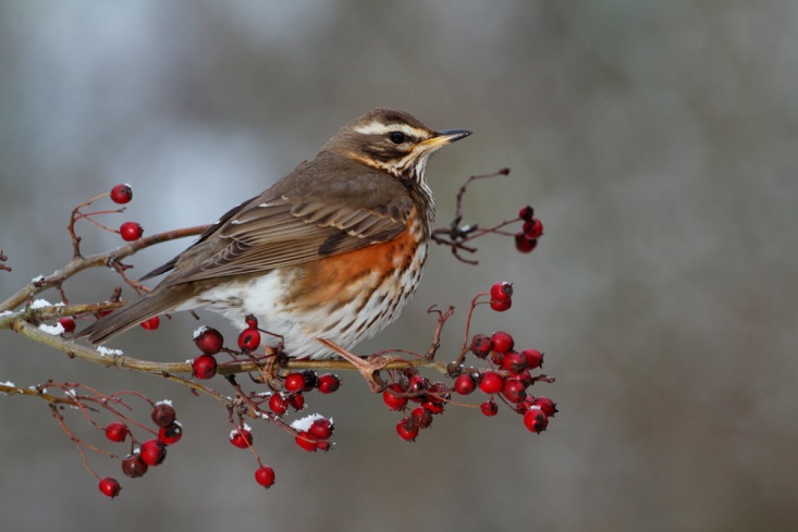 Redwing