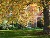 Red brick buildings can be seen through a screen of yellow autumn leaves
