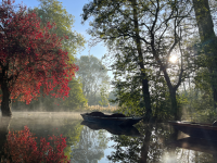 A red tree emerges from the flooded and misty river Cherwell, creating an atmospheric scene