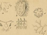 New York Botanical Garden