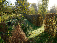 An atmospheric scene of hedges and trees, with the morning light shining and casting shadows