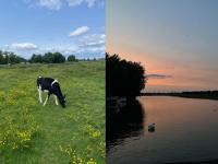 A split image of a cow in a meadow and a swan on a lake