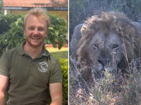 Split image showing a smiling man in a conservation uniform sitting outdoors, and a close-up of a male lion lying low in the grass