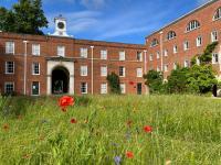 A spiral of wildflowers including poppies and green grasses in front of a red brick building with a clock tower