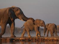 A family of three elephants in the arid landscape of Namibia