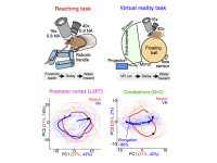 Illustration comparing a mouse reaching task with a virtual reality running task, alongside neural activity plots from the premotor cortex and cerebellum. The plots show distinct trajectories for reaching (red) and virtual reality (blue), with greater elongation of the cerebellar activity trajectory during virtual reality.
