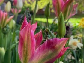bright pink tulips with green stripes with the text: Chapel Trinity 2026