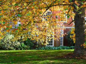 Red brick buildings can be seen through a screen of yellow autumn leaves