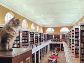 The LMH College Cat (Issy) surveys the LMH Library