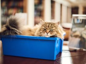 The librarians cat in a box in the library