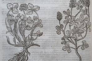 LMH copies' of John Parkinson (1567–1650)