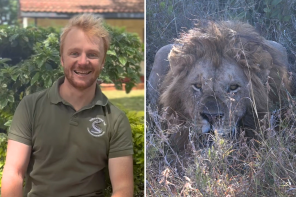 Split image showing a smiling man in a conservation uniform sitting outdoors, and a close-up of a male lion lying low in the grass