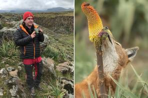 Photo of Professor Claudio Sillero, dressed in a black coat with a red hat holding some binoculars, with a pretty hilly view in the background. Alongside a close up picture of a reddish orange wolf licking nectar from a flower