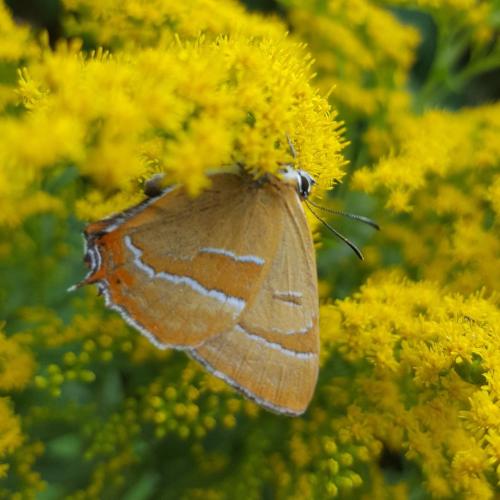 A close-up photo of a brown hairstreak butterfly with its wings closed