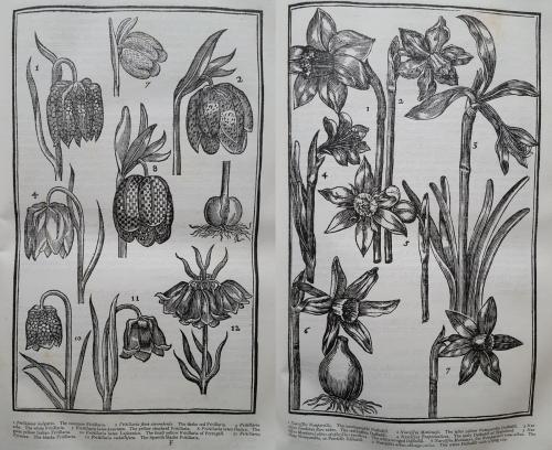 LMH copies' of John Parkinson (1567–1650)