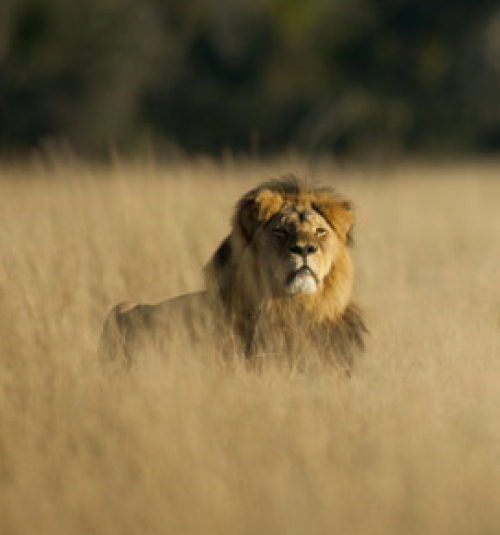 Cecil the Lion (photo courtesy of WildCRU)