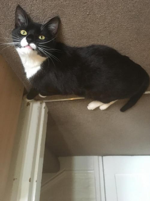 Benny Di Cat