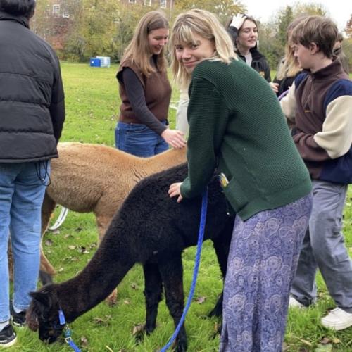 Elleanna, petting an alpaca