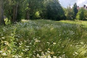Photo of an area of meadow within the Lady Margaret Hall grounds