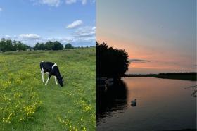 A split image of a cow in a meadow and a swan on a lake