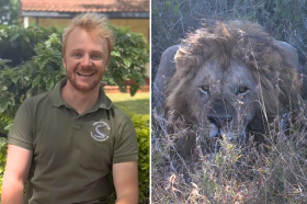 Split image showing a smiling man in a conservation uniform sitting outdoors, and a close-up of a male lion lying low in the grass