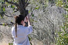 Jessica setting up a trail cam in the bush