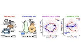 Illustration comparing a mouse reaching task with a virtual reality running task, alongside neural activity plots from the premotor cortex and cerebellum. The plots show distinct trajectories for reaching (red) and virtual reality (blue), with greater elongation of the cerebellar activity trajectory during virtual reality.