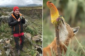 Photo of Professor Claudio Sillero, dressed in a black coat with a red hat holding some binoculars, with a pretty hilly view in the background. Alongside a close up picture of a reddish orange wolf licking nectar from a flower