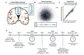 A diagram with images of a cross-section of the brain and graphs showing how 'brain age' is calculated