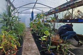 A man crouches down to re-pot plants inside a greenhouse