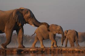 A family of three elephants in the arid landscape of Namibia