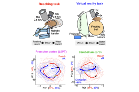 Illustration comparing a mouse reaching task with a virtual reality running task, alongside neural activity plots from the premotor cortex and cerebellum. The plots show distinct trajectories for reaching (red) and virtual reality (blue), with greater elongation of the cerebellar activity trajectory during virtual reality.