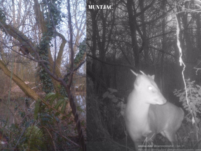 LMH muntjac camera trap pictures by WildCRU and Emma Dale