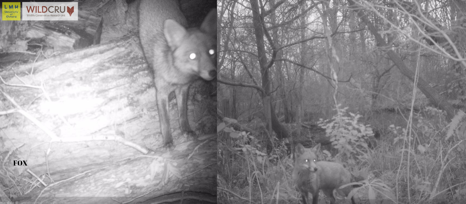 LMH fox camera trap pictures by WildCRU and Emma Dale	