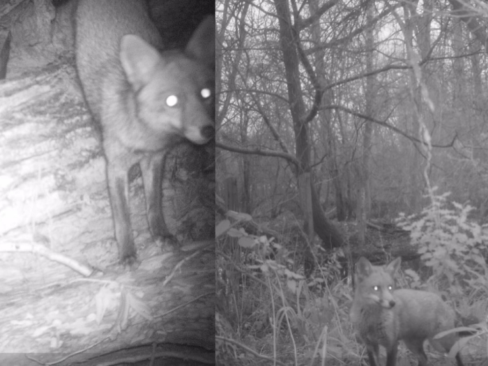 LMH fox camera trap pictures by WildCRU and Emma Dale	