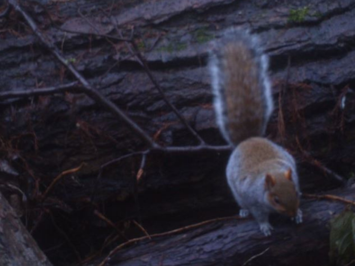 LMH red squirrel camera trap pictures by WildCRU and Emma Dale