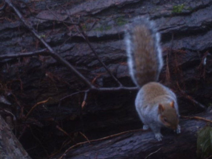 LMH red squirrel camera trap pictures by WildCRU and Emma Dale	