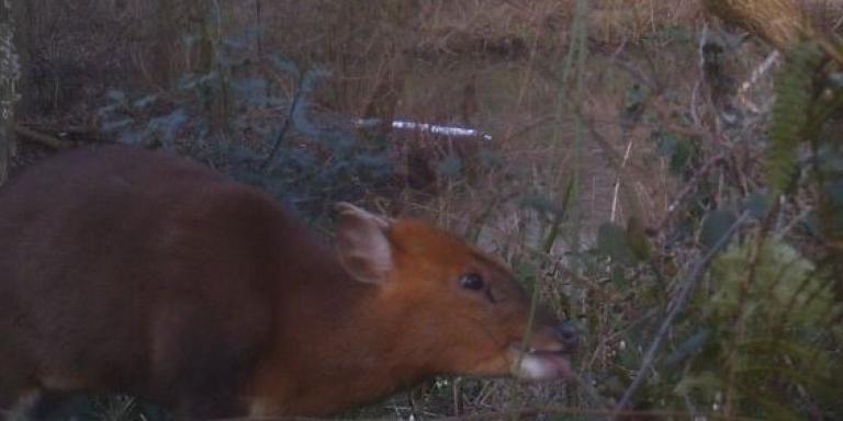 Muntjac LMH