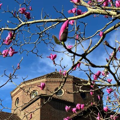 The domed top of the LMH Chapel, seen through pink magnolia buds with a blue sky in the background